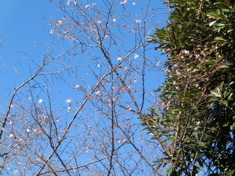 途中、青空に冬桜
