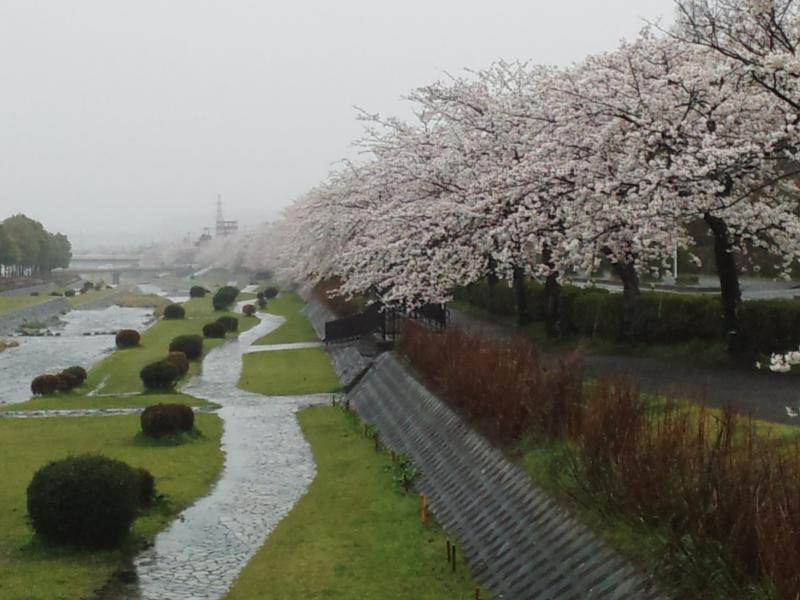 雨で残念です、水無川沿いの桜