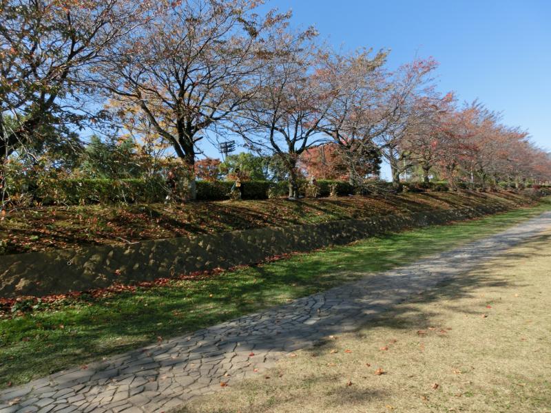 桜道の桜の秋風景