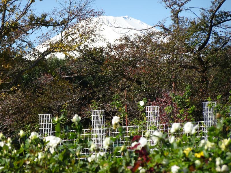 バラ園からも富士山が