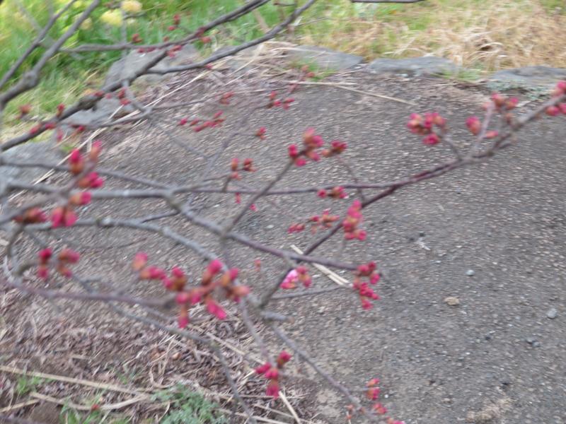 おかめ桜一輪だけ咲いていました