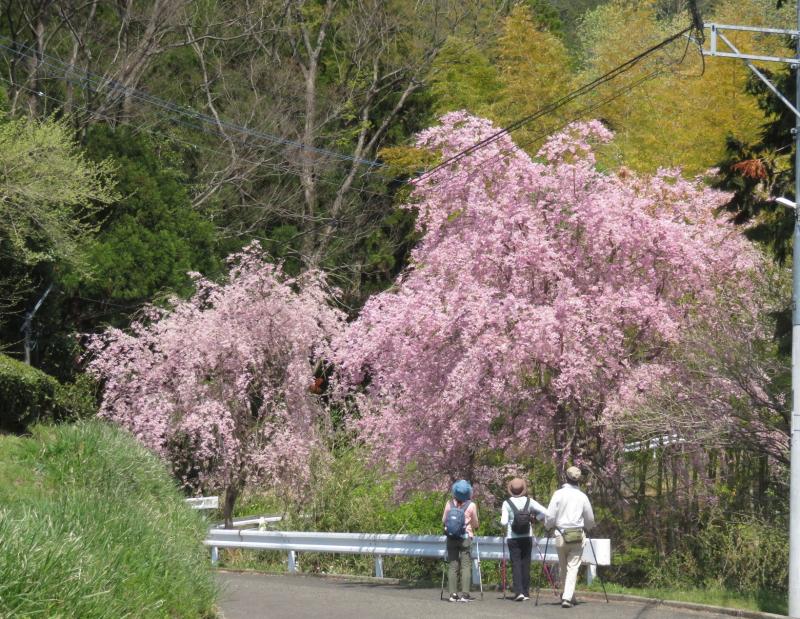 途中の枝垂れ桜見事です