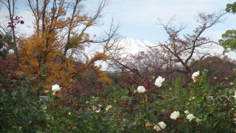 バラ園の向こうには富士山