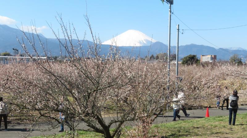 梅園から富士山