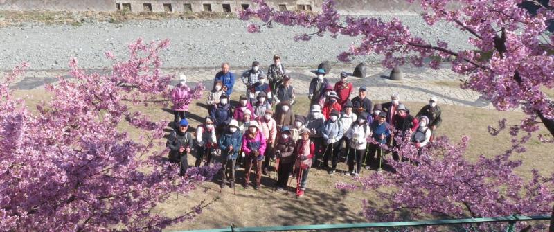 河津桜を上から撮影