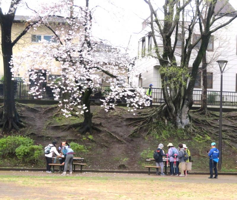 ピクニック広場にも桜が