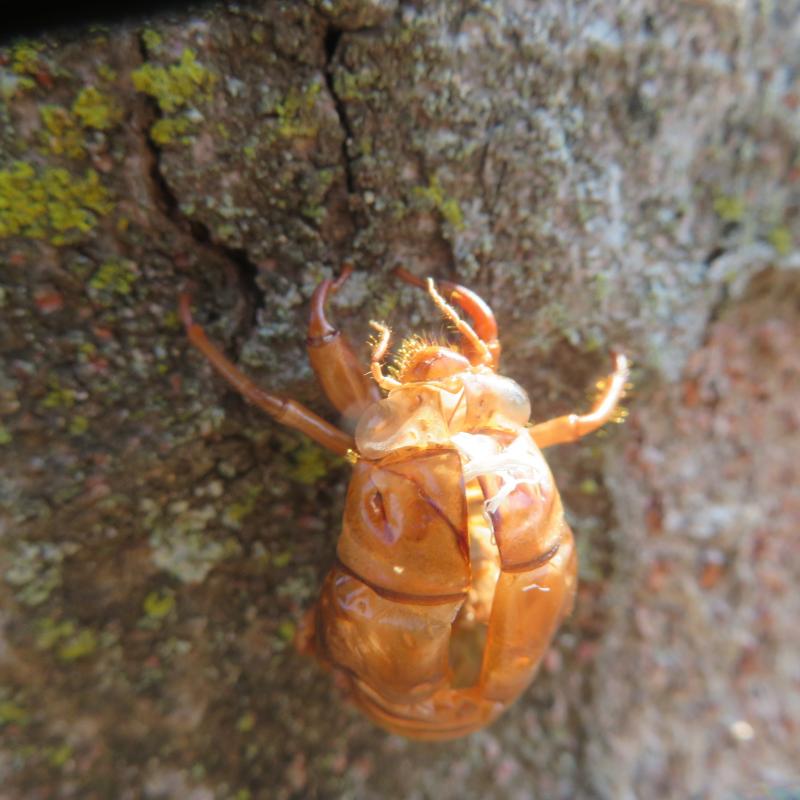 木にセミに抜け殻