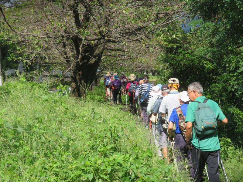 草が伸びている緑道です