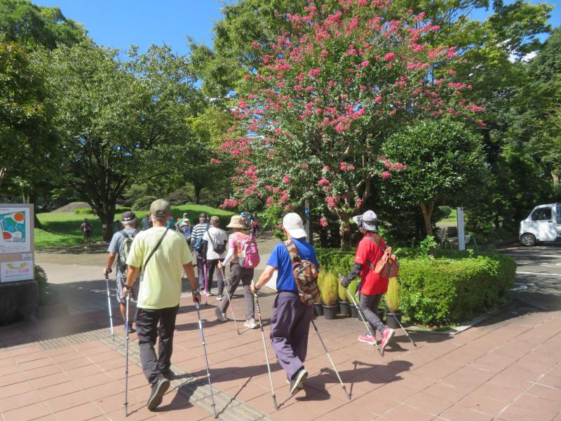 古墳公園に到着（百日紅が迎える）