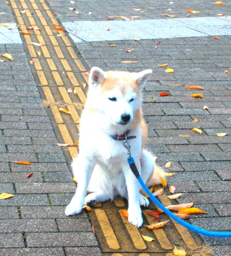 みんなのアイドル犬