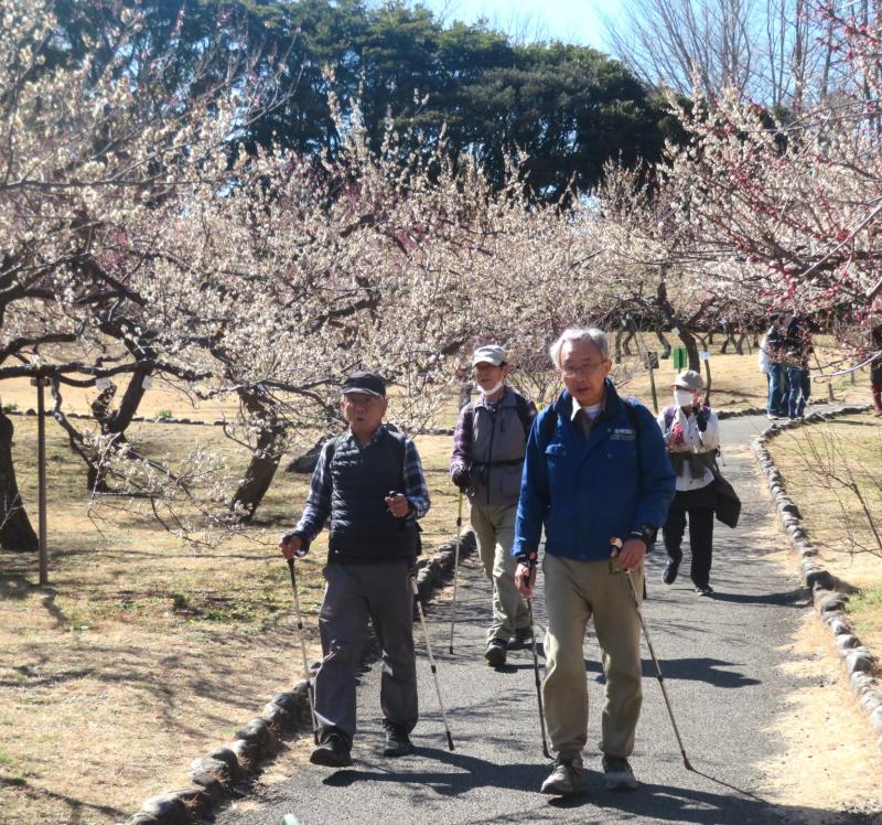 大回りして梅林に到着