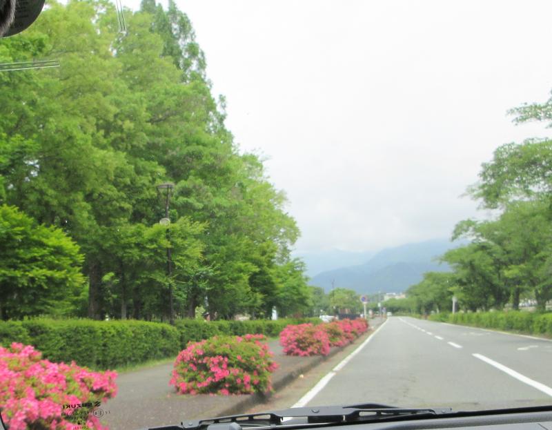 歩道にはさつきが咲いています