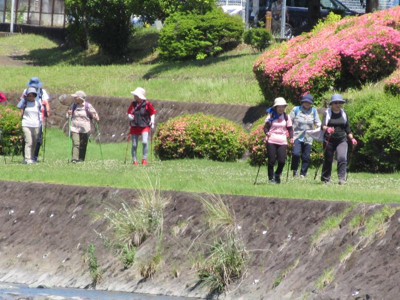 緑道右岸を行きます