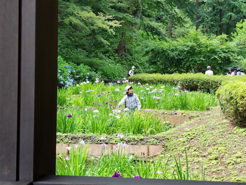 薬師池公園（花しょうぶ）