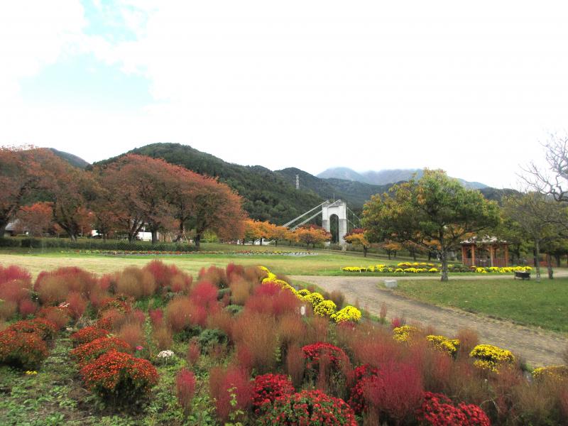 コキアも少しさびしいですね