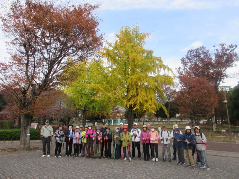 イチョウがが色づきました