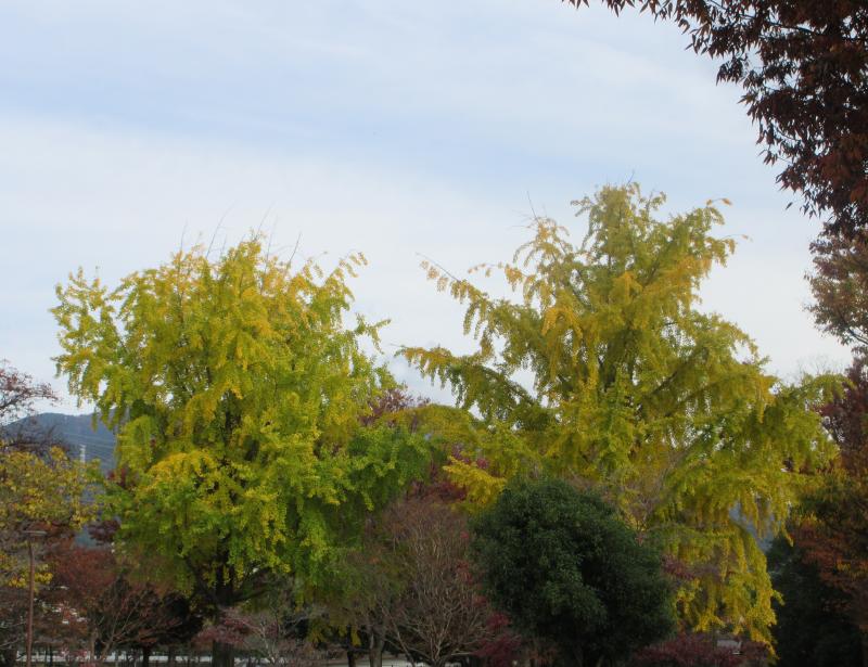 もう少しイチョウが多いと良いですね