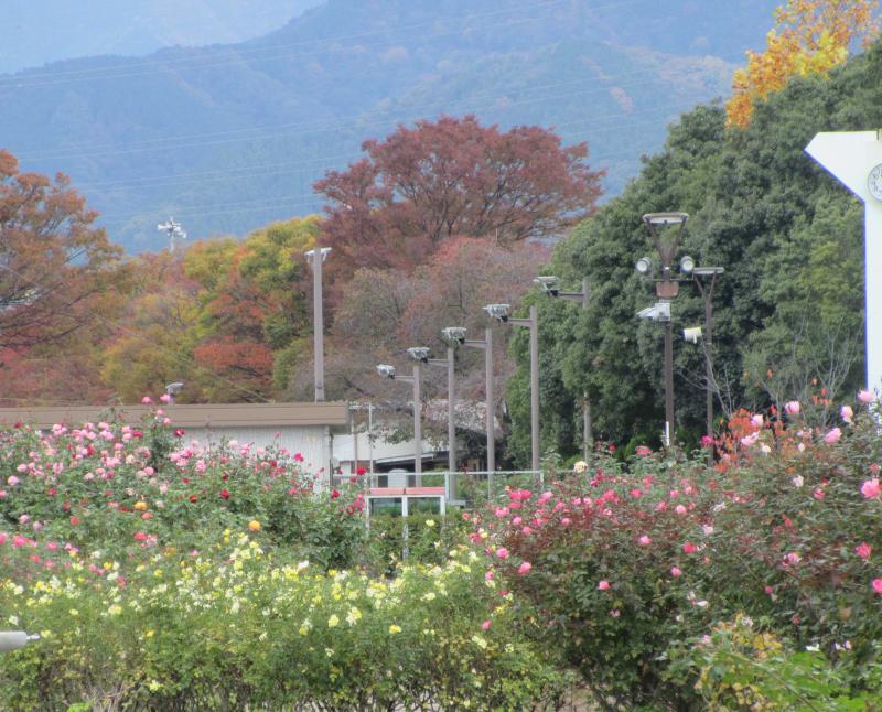 秋バラもそろそろおしまい