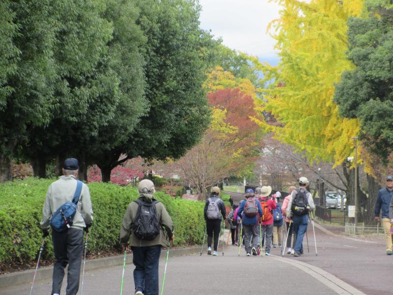 イチョウが黄金色