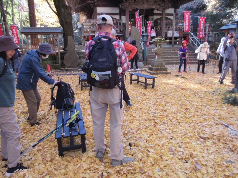 イチョウのじゅうたんです