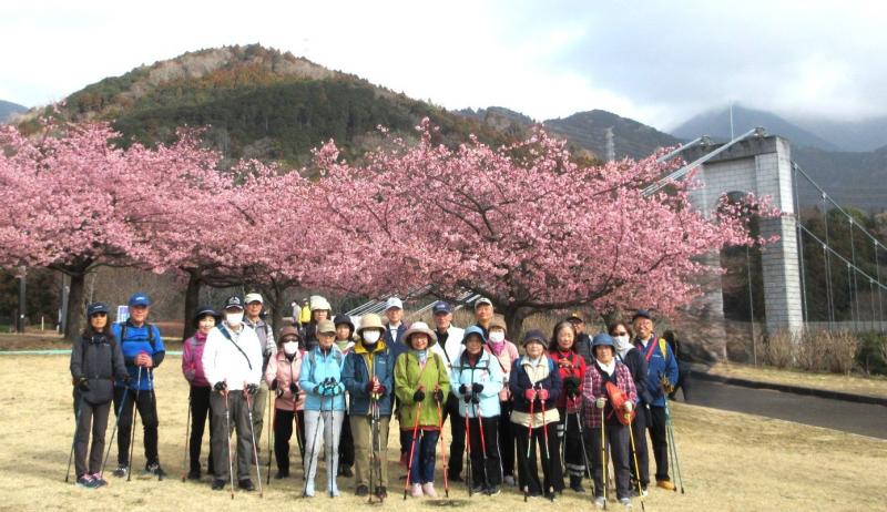 河津桜と風のつり橋をバック