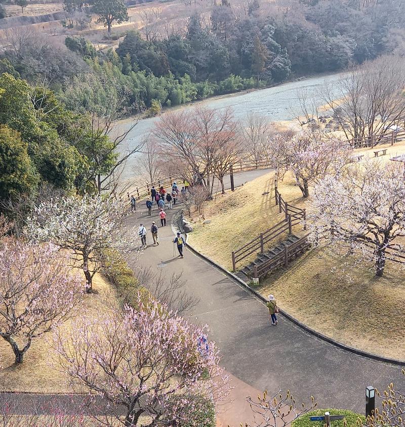 梅林の坂道を下ってます