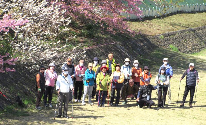 緑道で見かけた桜