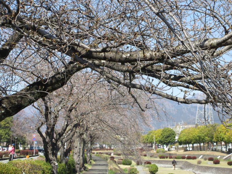 桜は少し咲いてます