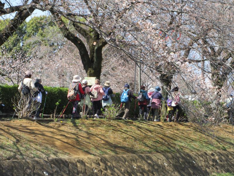 桜道の土手（満開まじか）