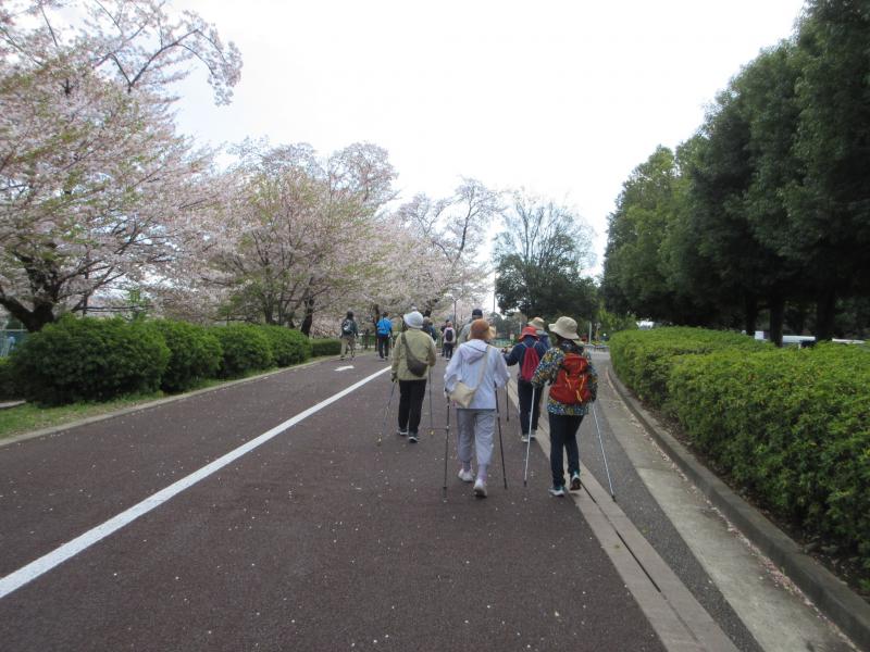 桜に花が残っています