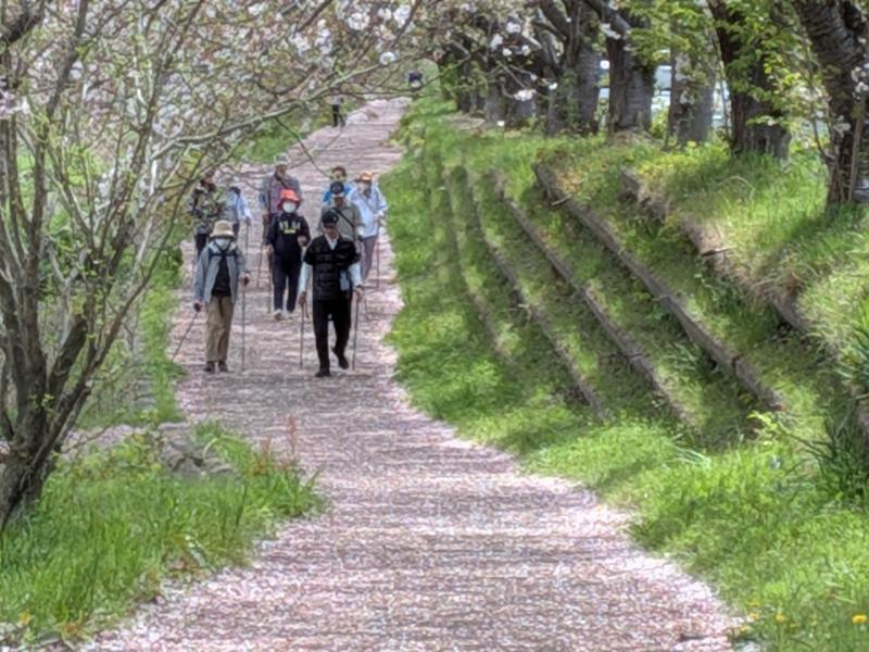 道も桜色になってます