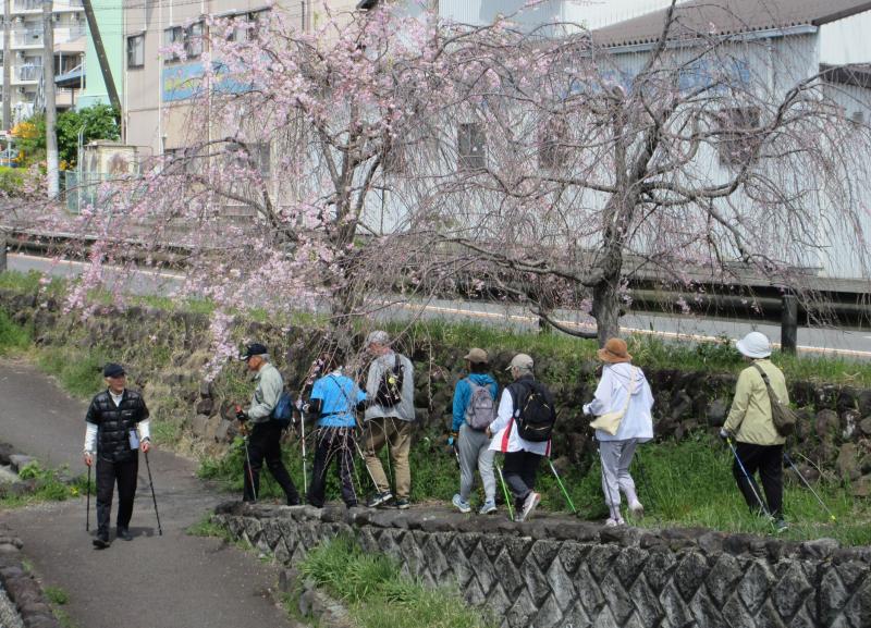 帰りはしだれを見ながら