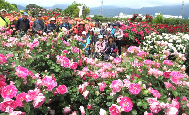 カルチャーパークのバラ園