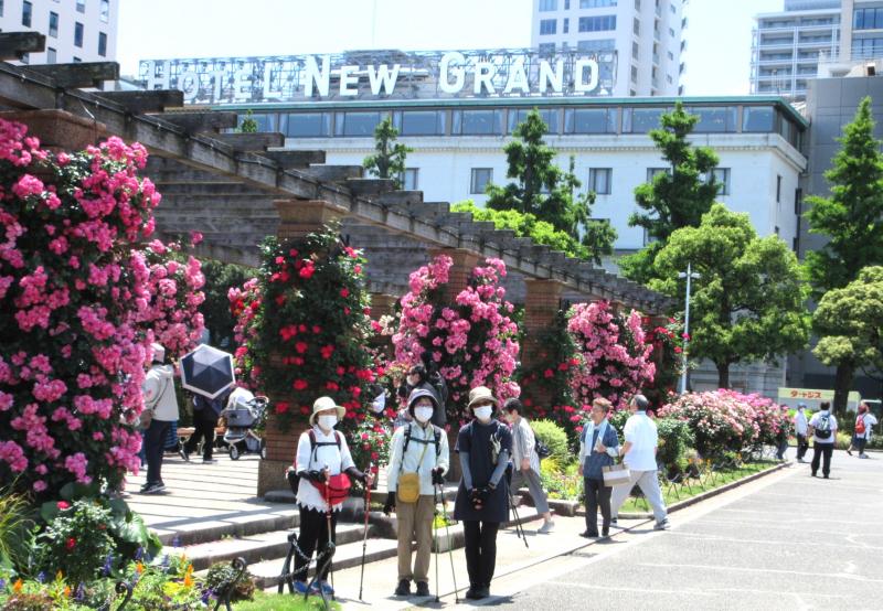 公園内はバラがいっぱい