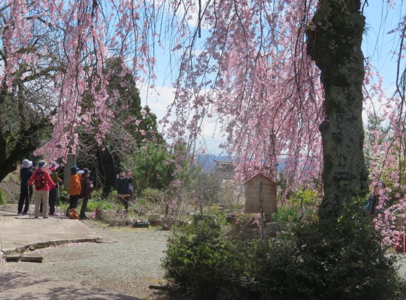 白泉寺の枝垂れ桜