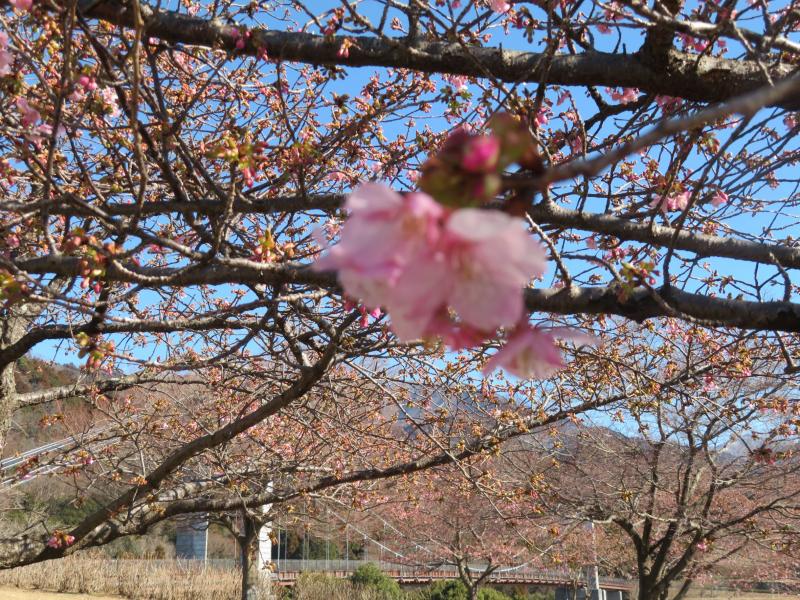 河津桜の開花も今年は早い