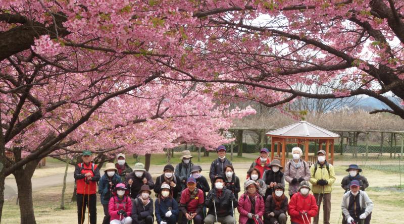 河津桜は長く咲いております