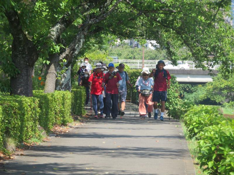 桜の並木を通ります