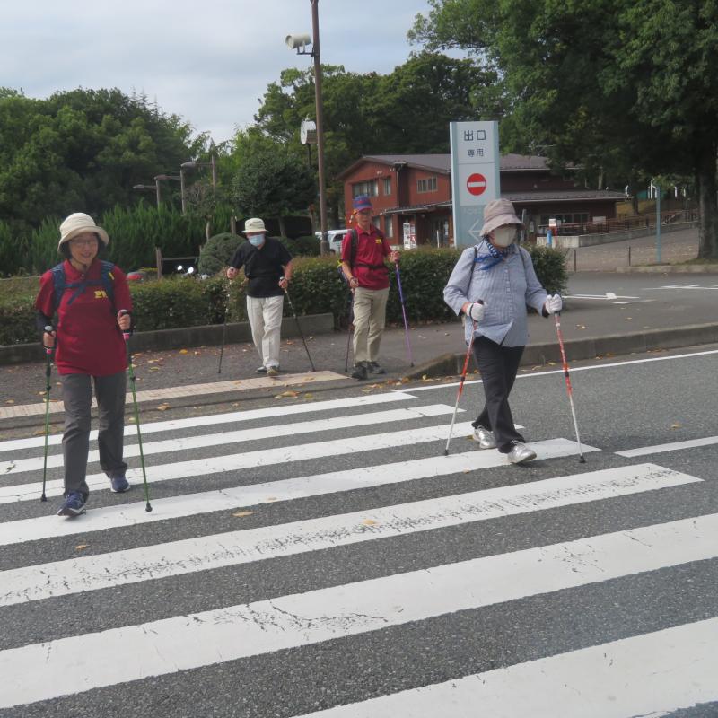 歩道を渡るこがめさん