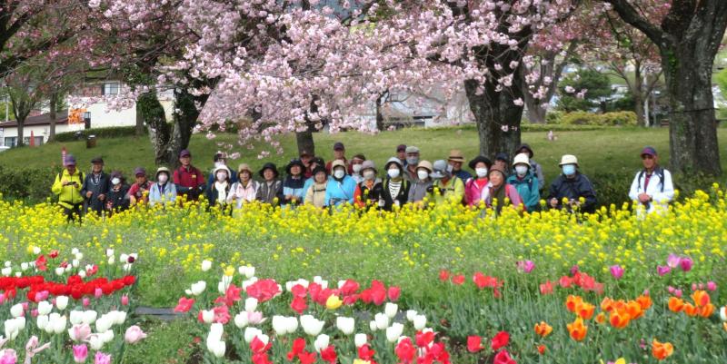 菜の花・チューリップ・桜