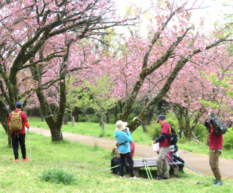 桜の苑で休憩