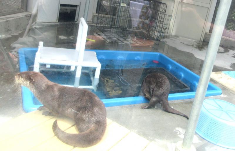 カワウソがいます