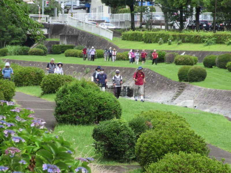 あじさいの時期です