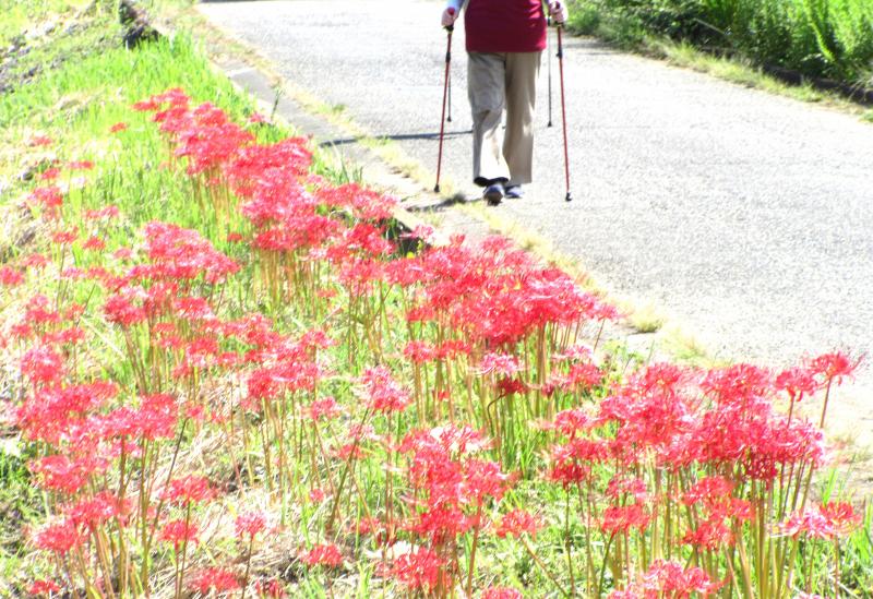 土手には曼殊沙華（もっと増やせば）