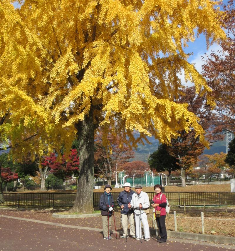 こがめさんグループとイチョウ