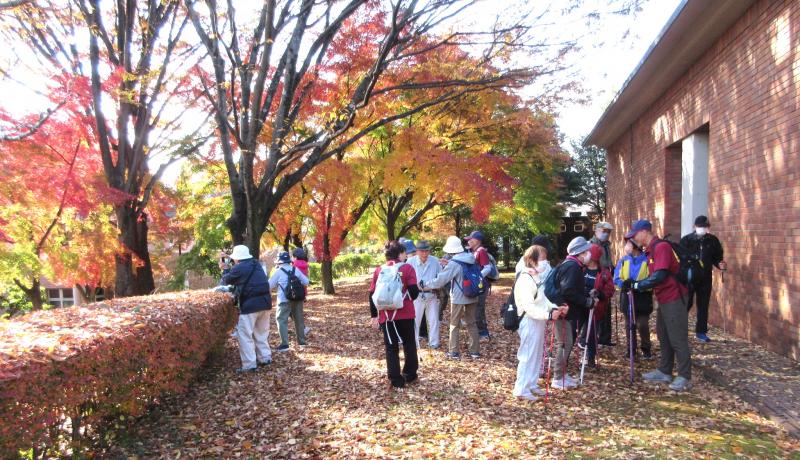もみじの紅葉は赤、緑、黄色