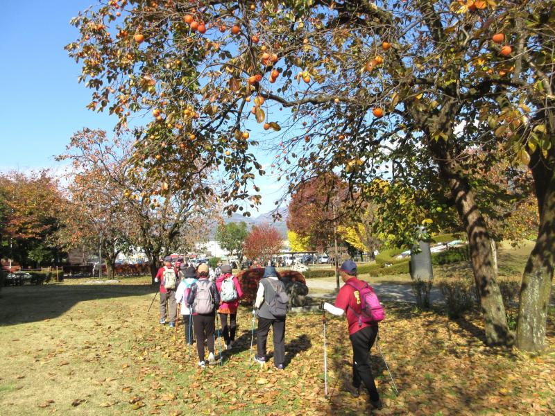 柿も木にいっぱいです