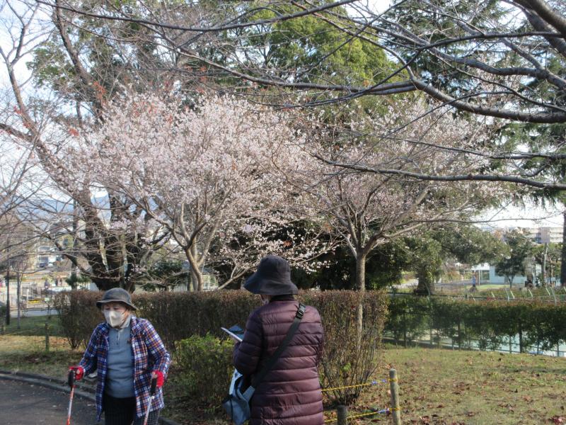１０月桜です？