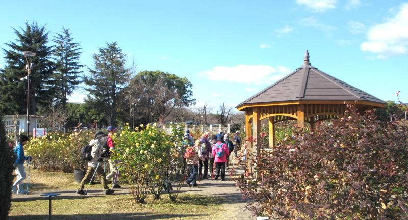 バラの花も来年の春まで