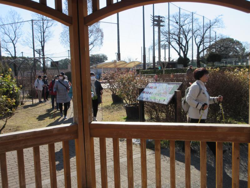 バラの開花はまだですね